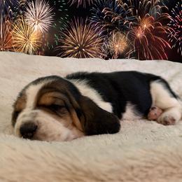 Basset Hound Puppies from Liberty Bassets