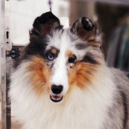 Collie and Shetland Sheepdog All Grown Up from Zandria Collies and Shetland Sheepdogs