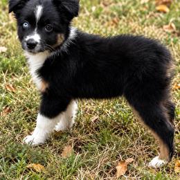 Cookie - Black tri female Miniature American Shepherd puppy in Leitchfield, Kentucky from Legendmaker MAS