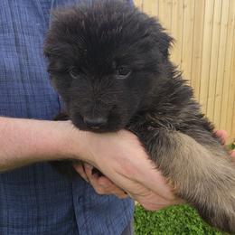 Rider - Black and red male German Shepherd puppy in Columbus, Indiana from Stony Lonesome GSD