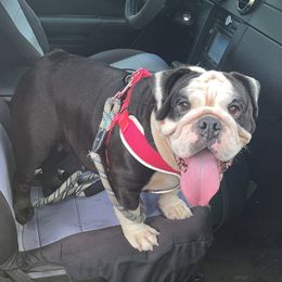 Bulldogs from Precious Paws Bulldogs