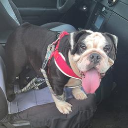 Bulldogs from Precious Paws Bulldogs