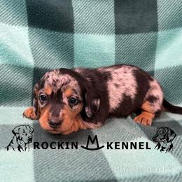 Dapple - Black and tan male Dachshund puppy in George West, Texas from Rockin M Kennel