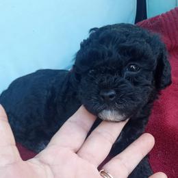 Poodles and Yorkshire Terriers from Kelley's Kennels