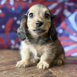 Cardamom - Cream male Dachshund puppy in Pflugerville, Texas from Dream A Dream Dachshunds