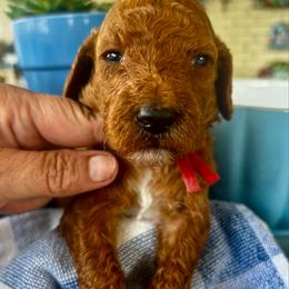 Red Collar female - Red  female Goldendoodle puppy in Eunice, Louisiana from Maison De Pawz