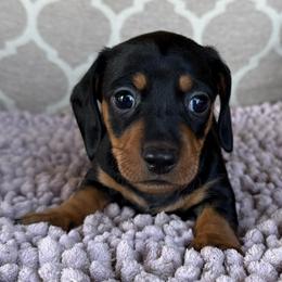AKC Boy 1 - Black and tan male Dachshund puppy in Joshua Tree, California from Desert Dreams Ranch