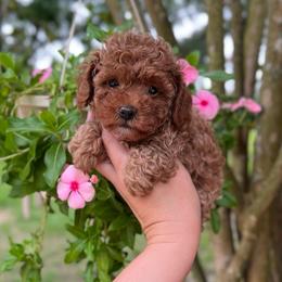 Rosie - Apricot female Poodle puppy in Houston, Texas from Texas Toy Poodles