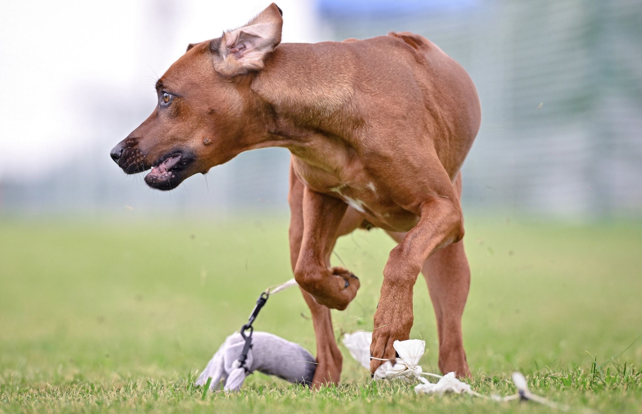 Rhodesian ridgeback breeders store midwest