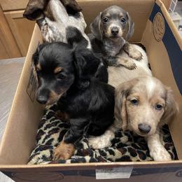 Dachshund, Poodle, and Yorkshire Terrier All Grown Up from Granny's babies