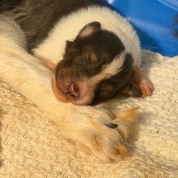 Ash - White blue merle and tan male Shetland Sheepdog puppy in Lincolnton, North Carolina from Oakview Kennels