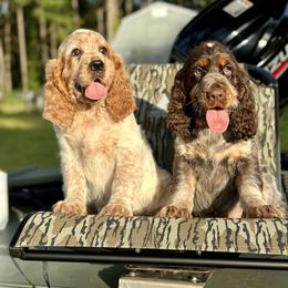 English Springer Spaniel Puppies from Willow Creek Farms