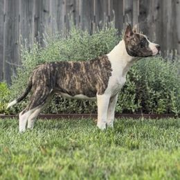 American Staffordshire Terrier puppies from Intermountain American Staffordshire Terriers