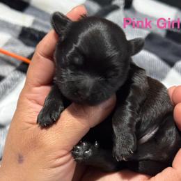 Pink Girl - Gold and white female Shorkie puppy in San Tan Valley, Arizona from Great Mates