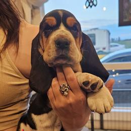 Lucy - Black brown and white female Basset Hound puppy in Greenleaf, Idaho from Happy Acre Bassets