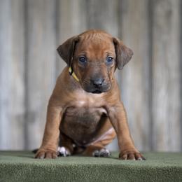 Miss Yellow - Rd whtn blk nose female Rhodesian Ridgeback puppy in Hillman, Minnesota from Rhoxwood Kennel