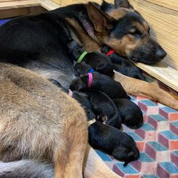 German Shepherd Puppies from Dady Shepherds