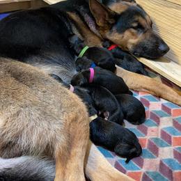 German Shepherd Puppies from Dady Shepherds