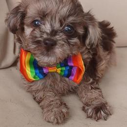 Shihpoo puppies from Route 66 Poodles & Doodles, Sapphire Shih-tzu's of Ohio