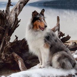 Collies from Glenelg Collies