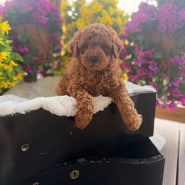 Sammy The Hammy - Red  male Goldendoodle puppy in Somerset, Kentucky from Hilltop Doodles KY LLC
