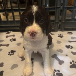 Girl 2 - Liver and white female English Springer Spaniel puppy in Knoxville, Maryland from Shay-Dee Springers