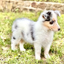 Collie Puppies from EverHeart Collies