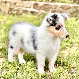 Collie Puppies from EverHeart Collies