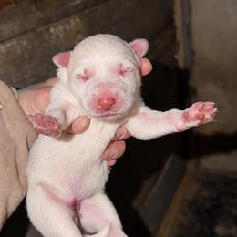 Girl 2 - White female Siberian Husky puppy in Iron River, Wisconsin from Wiemeri Siberians