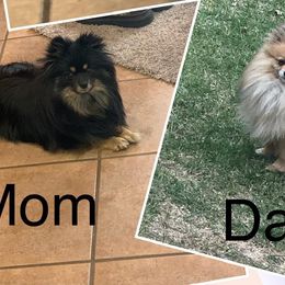 Maze - Pomeranian