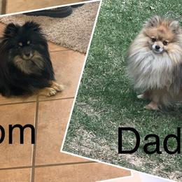 Maze - Pomeranian