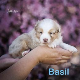 Basil - Red merle male Miniature American Shepherd puppy in Herriman, Utah from Painted Blue Aussies