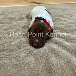 German Shorthaired Pointer Puppies from Roan Point Kennel