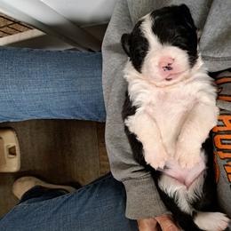 Girl 1 - female Border Collie puppy in Oregon from Shane Harley Stock Dogs