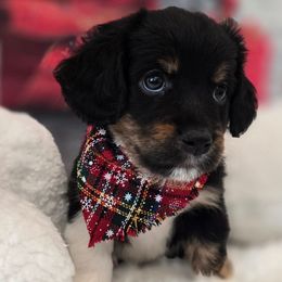 James Dean - Tri-color male Double Doodle puppy in Prescott Valley, Arizona from Ramirez Family Doodles