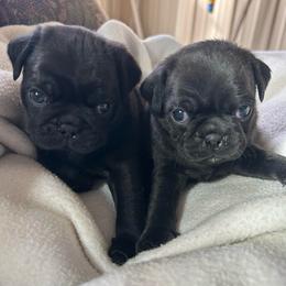 Black boy 1 - Black male Pug puppy in Norborne, Missouri from Pug Palace