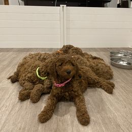 Poodle Puppies from Shamrock’s Poodles