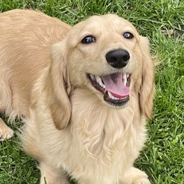 Caroline - Dachshund