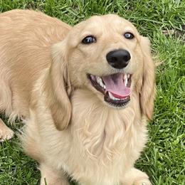 Caroline - Dachshund