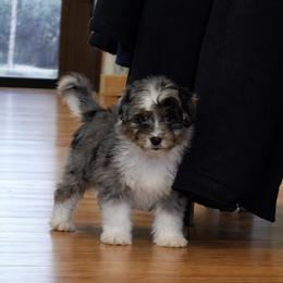 Aussiedoodle Puppies from Triple Creek Aussies and Doodles