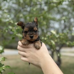 AKC Bruce - Black and gold male Yorkshire Terrier puppy in Hertford, North Carolina from Peters Pups AKC Yorkshire Terriers