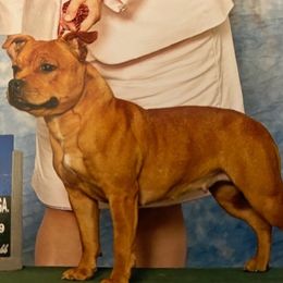 Staffordshire Bull Terriers from Chemstaff Kennels