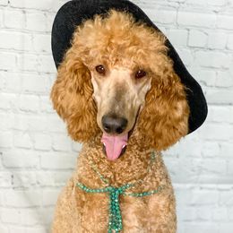 Tesla - Poodle