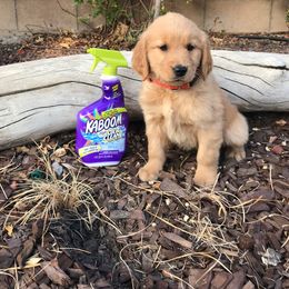 Australian Shepherd and Golden Retriever Puppies from Sterling Valleys Goldens and Aussies