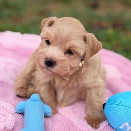 Pink Collar Tea Cup Female - Wheaten female Miniature Schnauzer puppy in Calhoun, Georgia from The BrickHouse Miniature Schnauzers