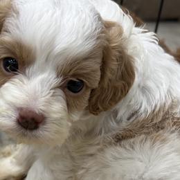 Poodles from Mimi’s house of Poodles
