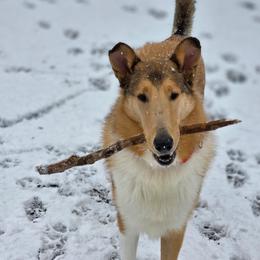 Collie puppies from Calibre Collies