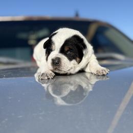 Dustin - Blue speckled male Australian Cattle Dog puppy in Rock Point, Arizona from Tully’s Cattledogs