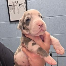 Little bitty Sparky - Harlequin male Great Dane puppy in Port Clinton, Ohio from LakeSide Danes