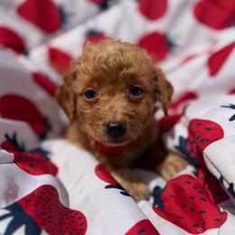 Tiny Tim, Red Collar - Parti male Goldendoodle puppy in Valley Center, Kansas from The Goldendoodle Gal